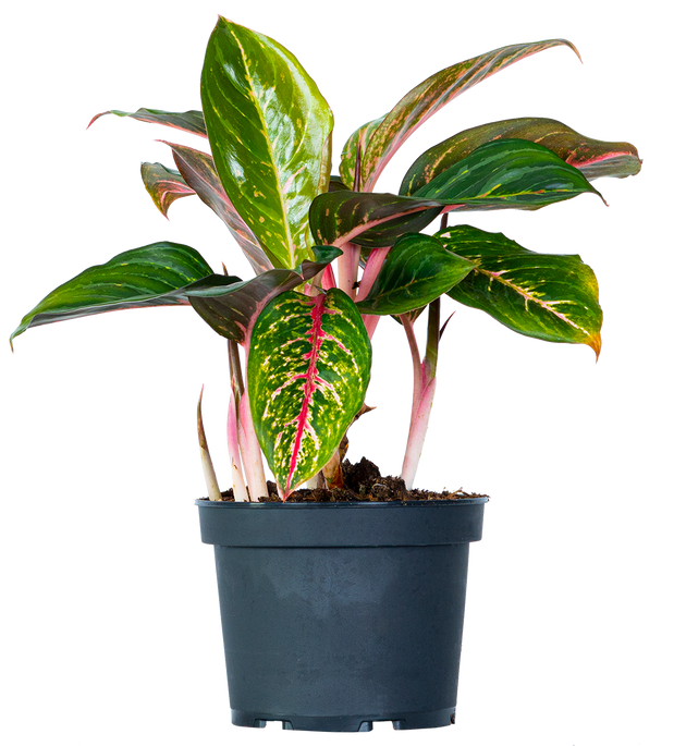 aglaonema siam pink Aglaonema Siam Aurora (M)