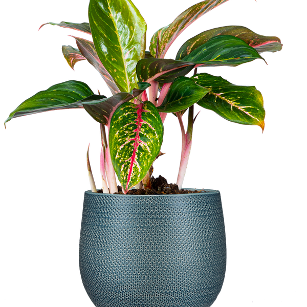 Aglaonema Siam Aurora | 6