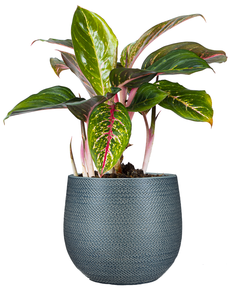 Aglaonema Siam Aurora | 6