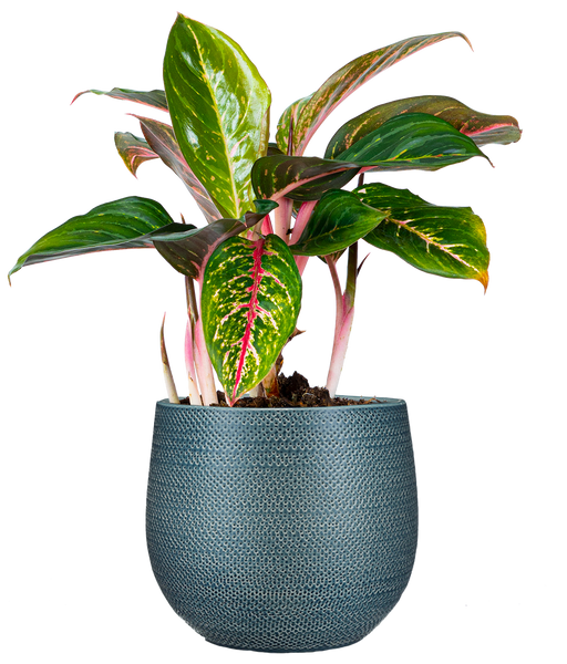 aglaonema sia Aglaonema Siam Aurora (M)