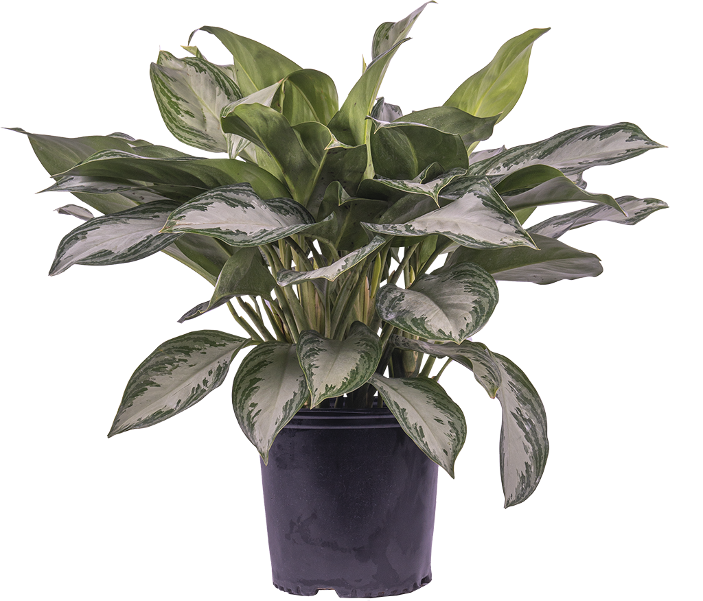 Aglaonema Silver Bay | Chinese Evergreen (XL)