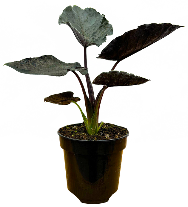 anthurium velvet mask Alocasia Antoro Velvet | African Mask Plant | 4" Pot | Houseplant