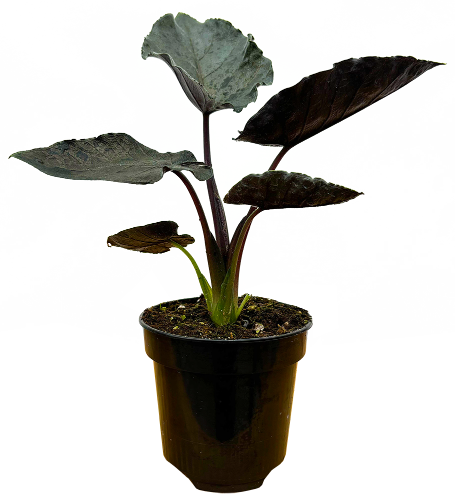 Alocasia Antoro Velvet (S) | African Mask Plant