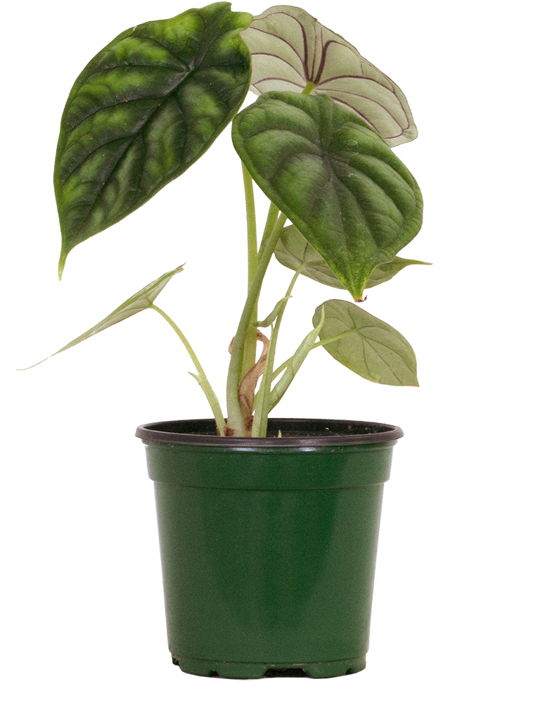 Alocasia Baginda | Green Dragon Scale (S)