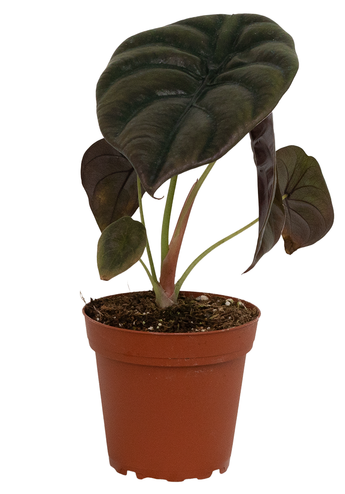 Alocasia Cuprea | Red Secret (S)