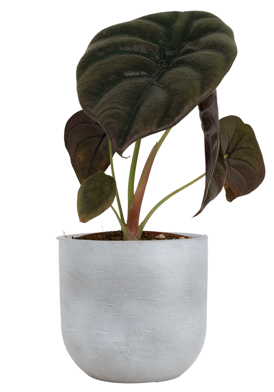 Alocasia Cuprea | Red Secret (S)