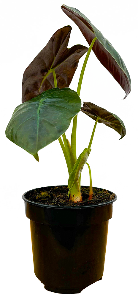 Alocasia Micholitziana Golden Bone | African Mask (S)