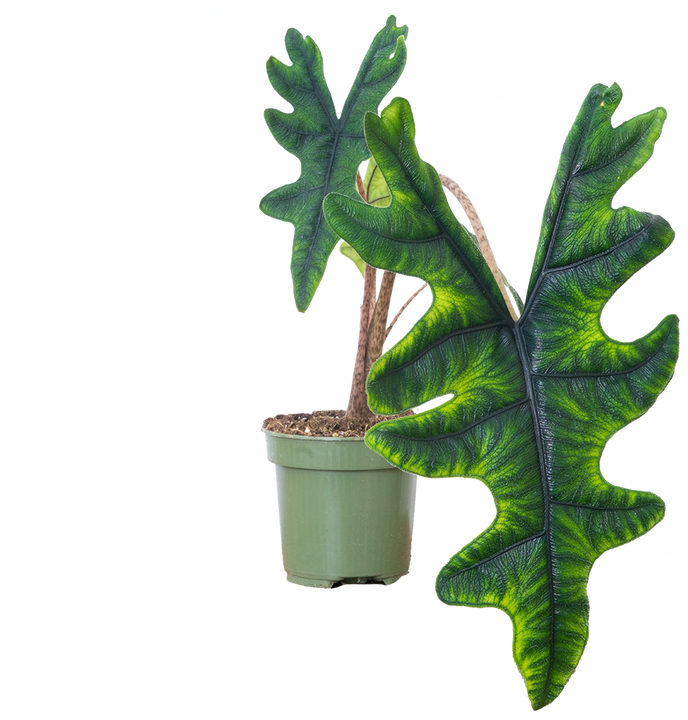 Alocasia Tandurusa Jacklyn | African Mask (S)