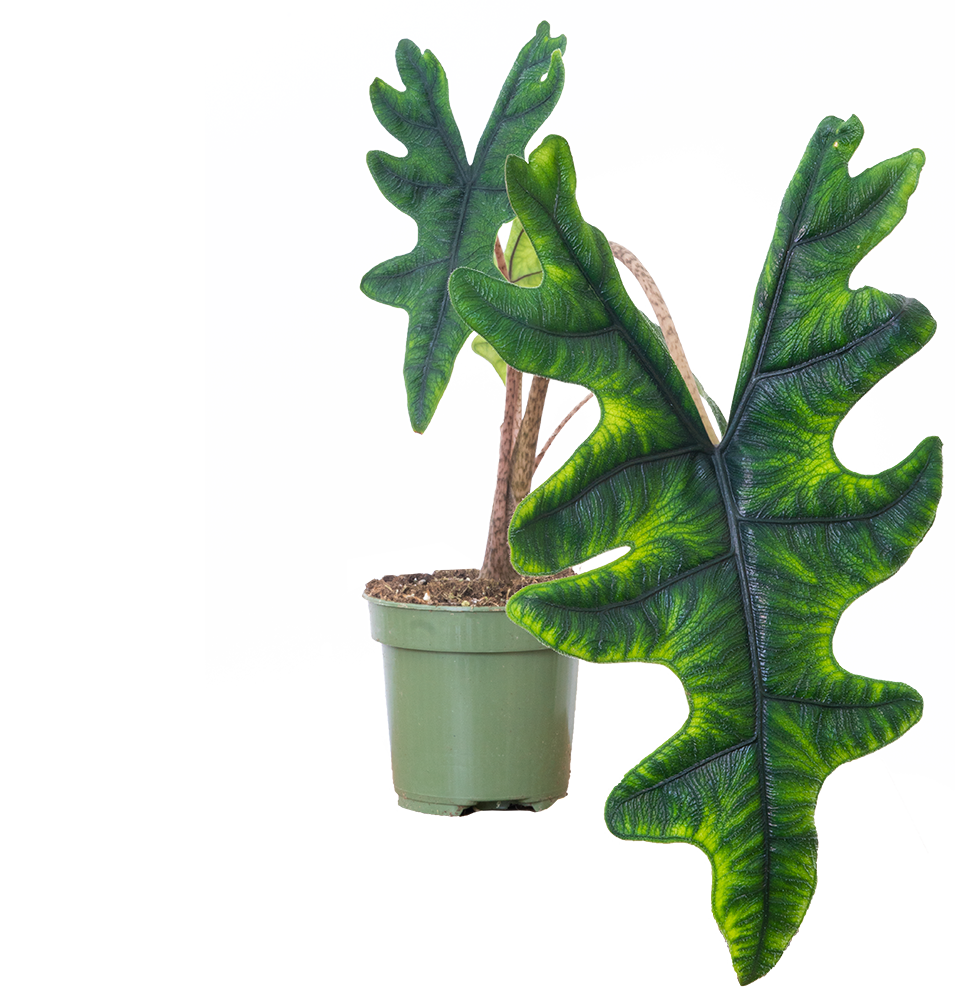 Alocasia Tandurusa Jacklyn | African Mask (S)