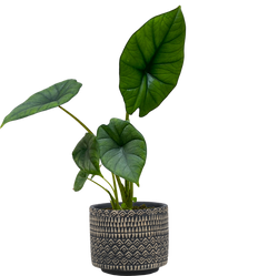 Alocasia Bisma | Elephant Ear Bisma (S)