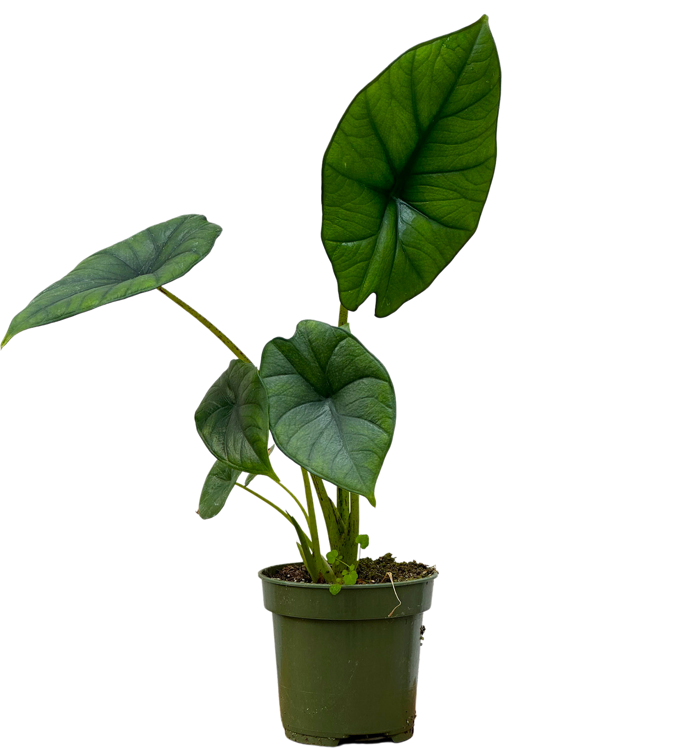 Alocasia Bisma | Elephant Ear Bisma (S)