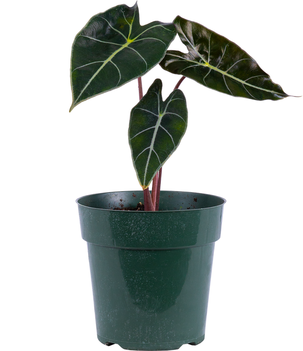 Alocasia Longiloba | Dragons Tooth (M)