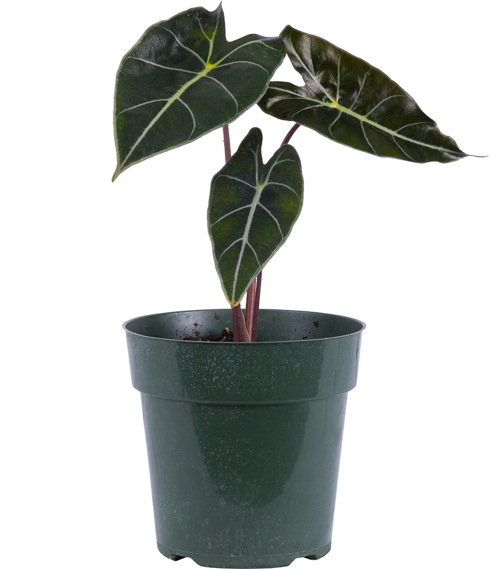 Alocasia Longiloba | Dragons Tooth (M)
