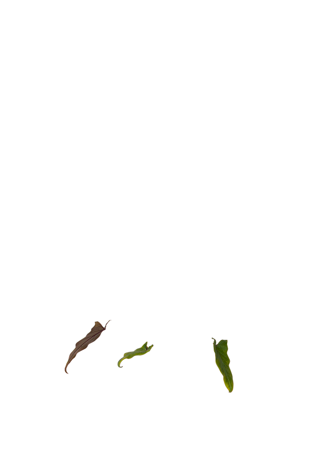 Alocasia Lauterbachiana | Purple Sword | 6