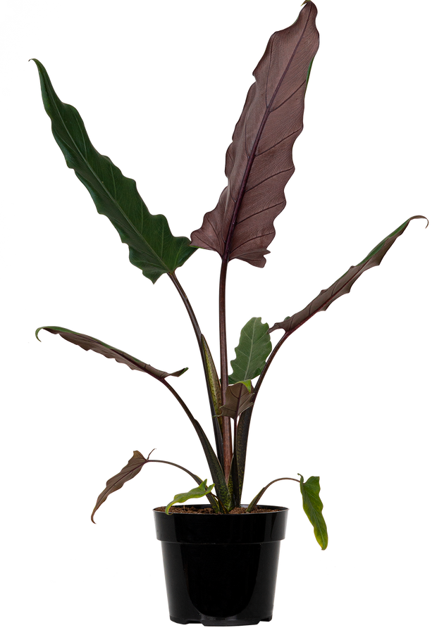 purple sword philodendron Alocasia Lauterbachiana | Purple Sword | 4" Pot | Houseplant