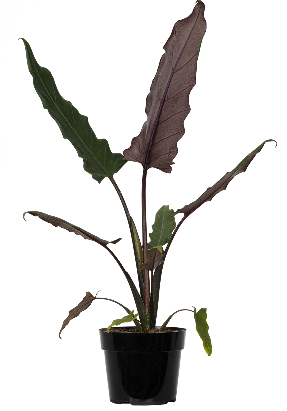 Alocasia Lauterbachiana | Purple Sword (S)