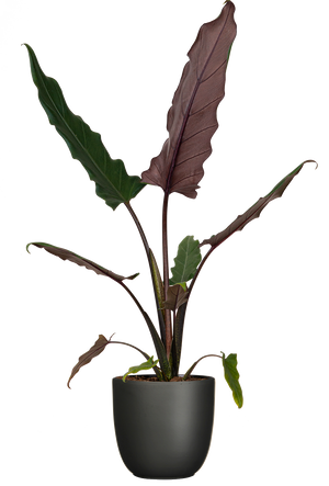 AlocasiaPurpleSwordinpot_61ba0