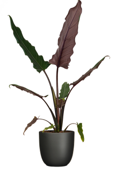 Alocasia Lauterbachiana | Purple Sword (S)