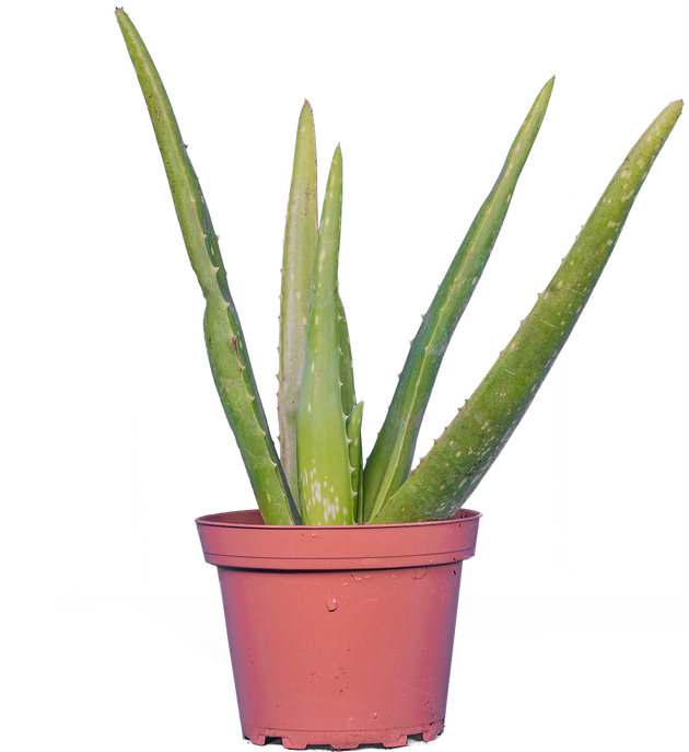 pot size for aloe vera plant Aloe Vera | 4" Pot | Easy Care Houseplant