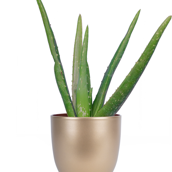 aloe plants in pots Aloe Vera | 4" Pot | Easy Care Houseplant