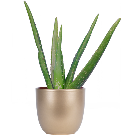 【mmiiii様】サニーデイズレモン 宿根草の苗 Sunny Plants – Plantsome