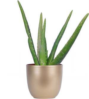 aloe vera plant white background Aloe Vera | 4" Pot | Easy Care Houseplant