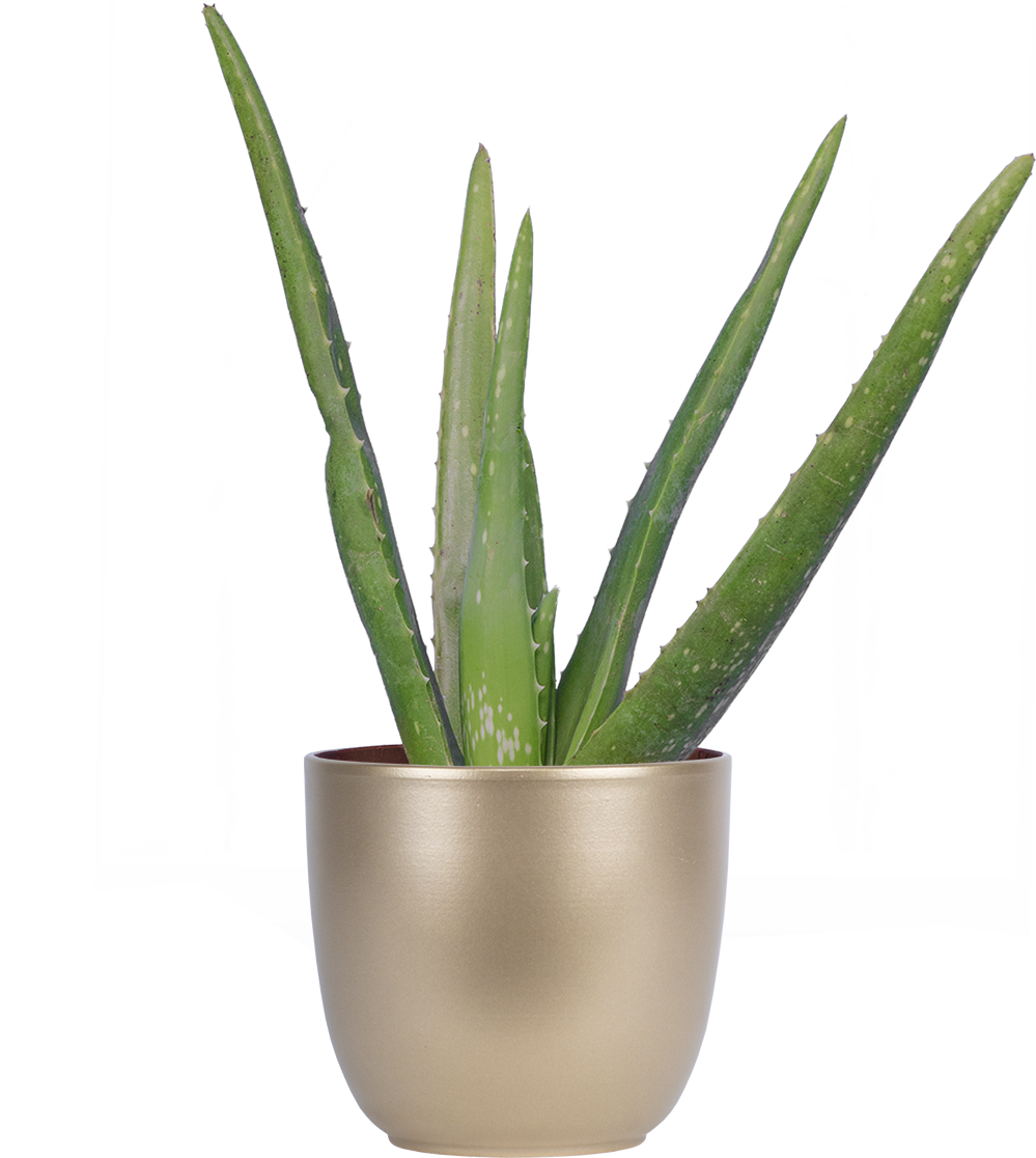 Aloe Vera | 4