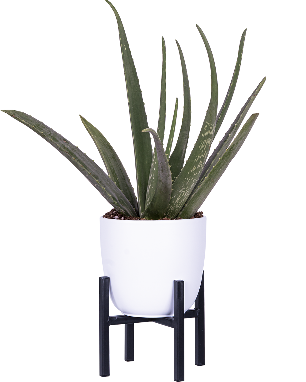 aloe vera plant stand Aloe Vera (M)