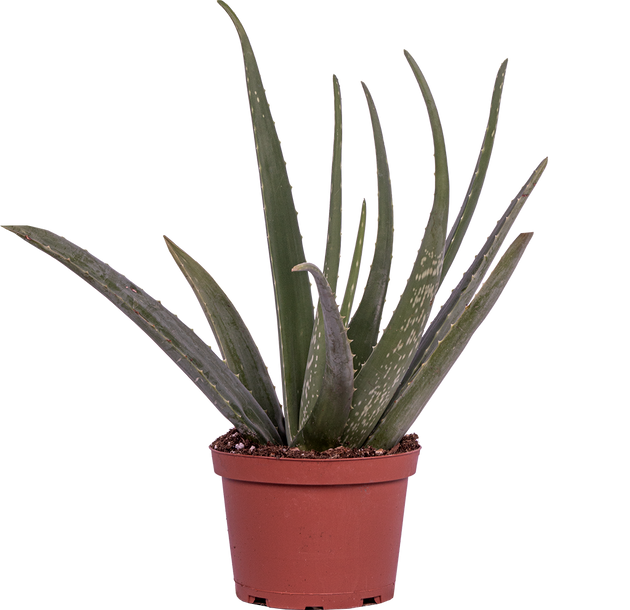 aloe vera house plant Aloe Vera | 6" Pot | Easy Care Houseplant