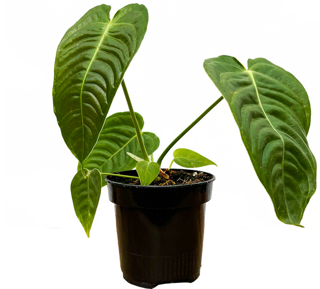 king anthurium care Anthurium Veitchii
