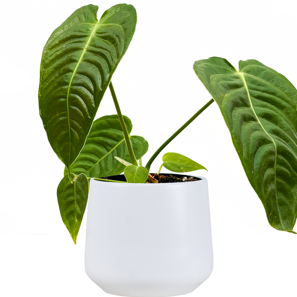 anthurium veitchii humidity Anthurium Veitchii | King Anthurium | 4" Pot | Easy Care Houseplant