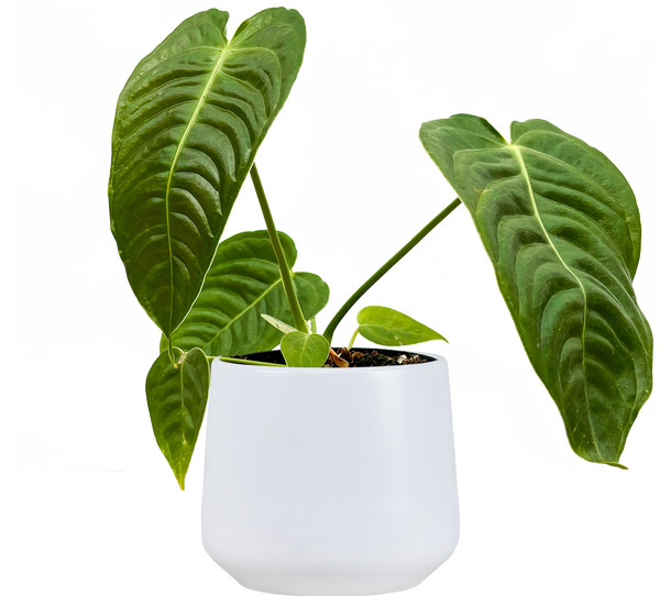 anthurium king veitchii care Anthurium Veitchii | King Anthurium | 4" Pot | Easy Care Houseplant