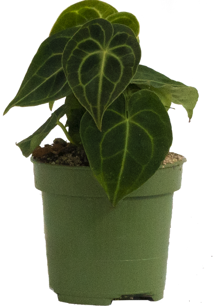 Plantsome Anthurium Clarinervium