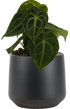 anthurium clarinervium xl Anthurium Clarinervium | 4" Pot | Easy Care Houseplant