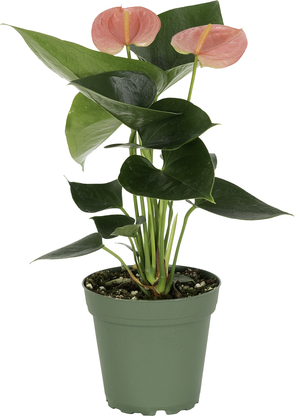 Pink Anthurium | Flamingo Lily (S)