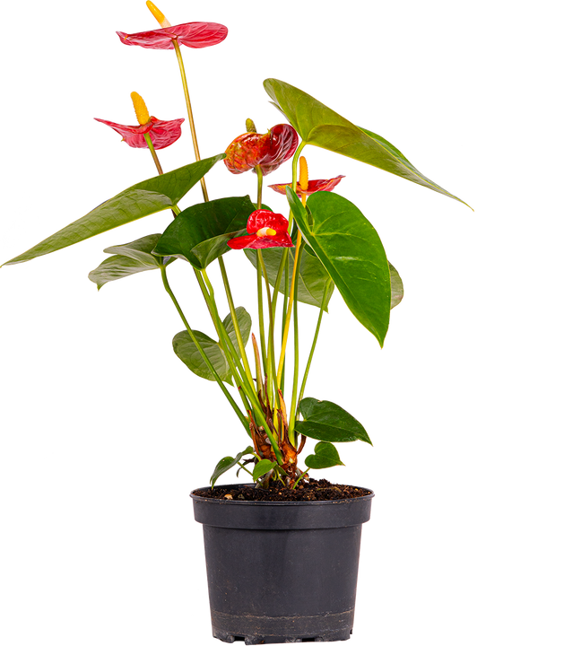 Red Anthurium (M)