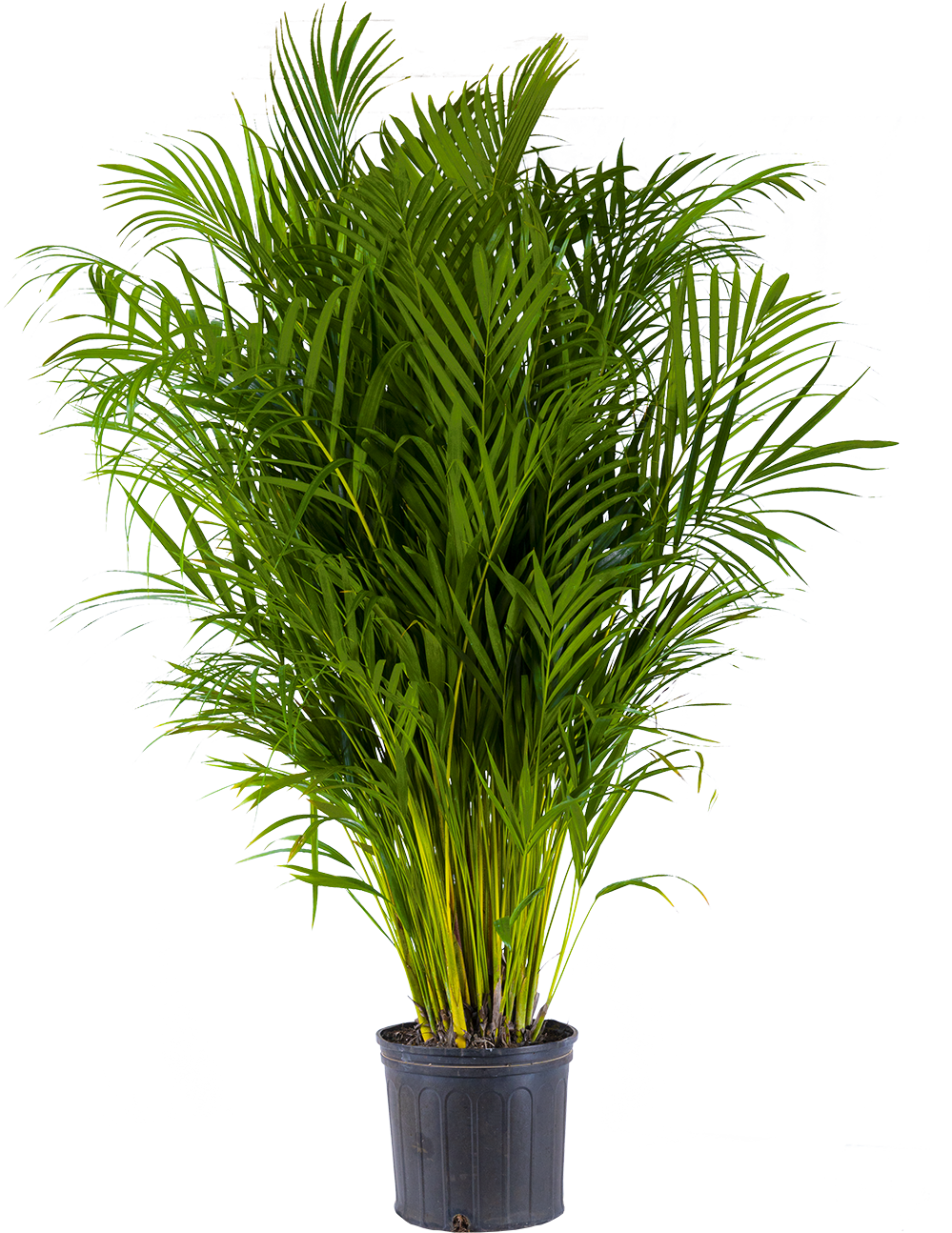 is areca palm indoor plant Areca Palm | 10" Pot | Pet Friendly Houseplant