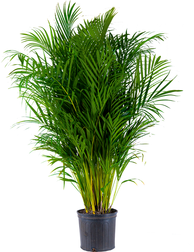 areca palm xl Areca Palm | 10" Pot | Pet Friendly Houseplant