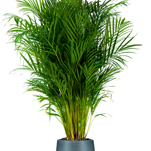 Areca Palm | 10