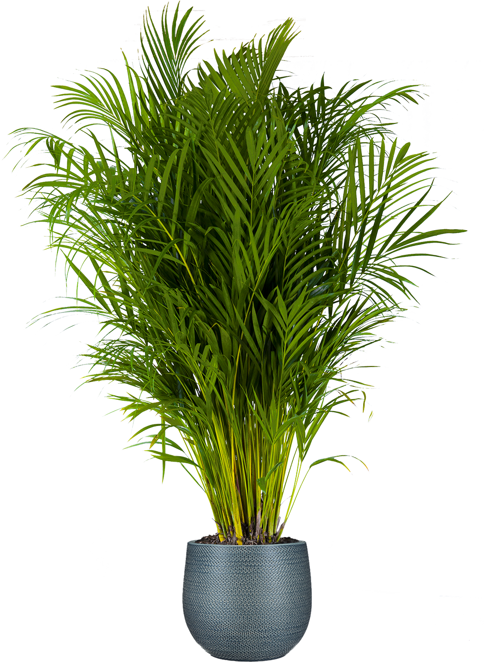 areca palm potted plant Areca Palm (XXL)