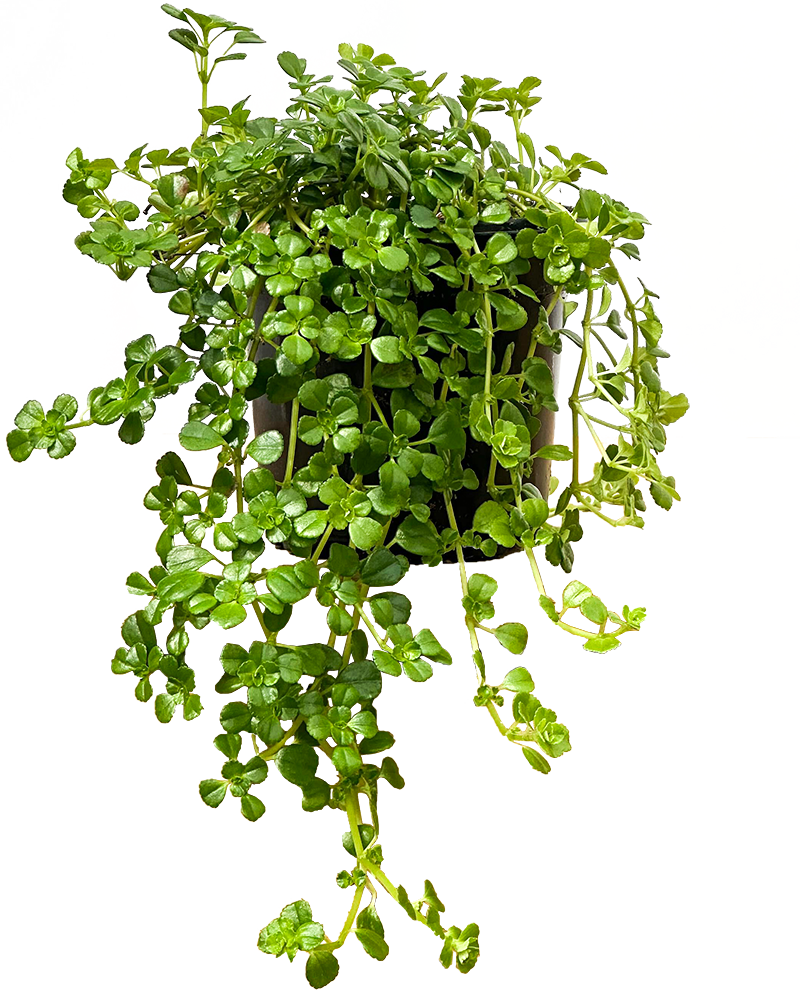 Soleirolia Soleirolii | Baby Tears Plant (S)