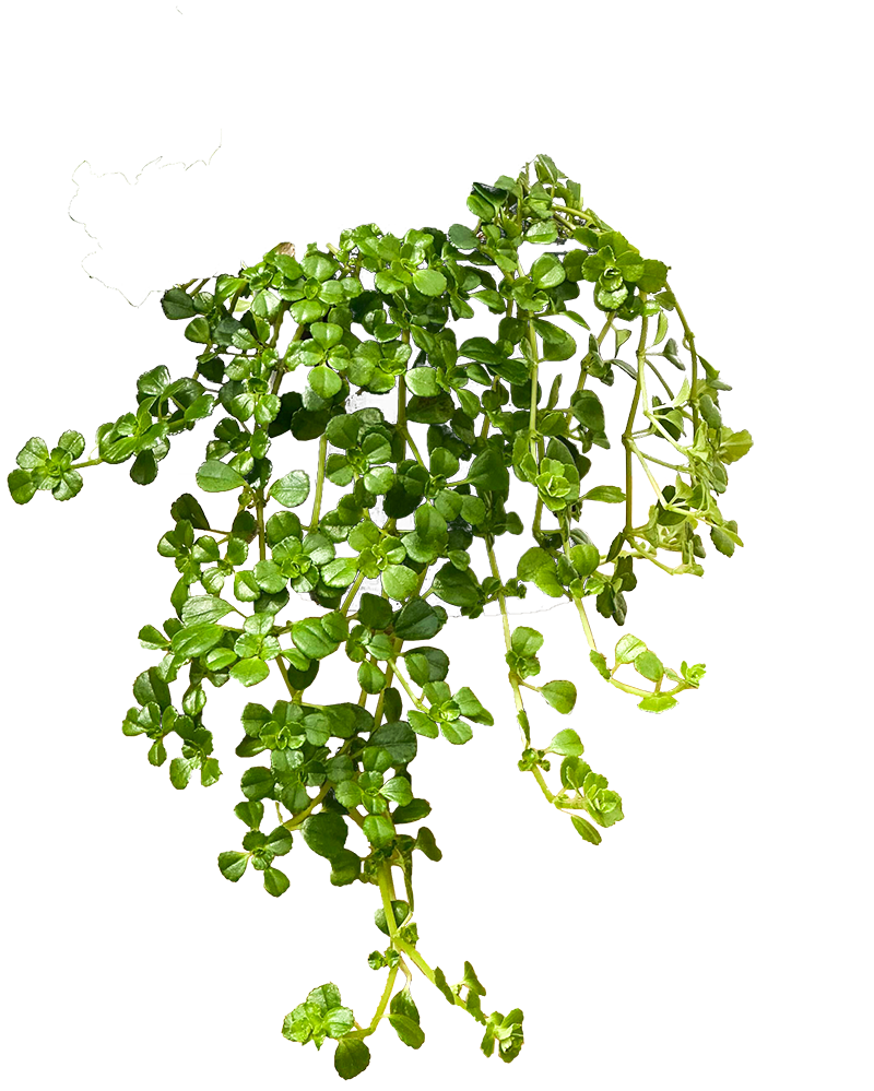 Plantsome Soleirolia Soleirolii