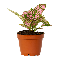 philodendron hybrid red king Philodendron Red King | 2.5" Pot | Houseplant