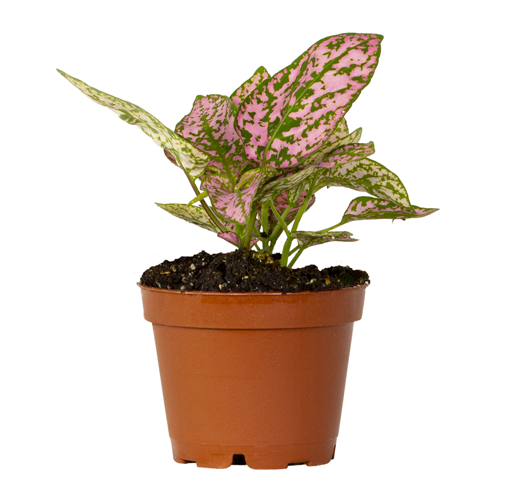 Polka Dot | Hypoestes (XS)