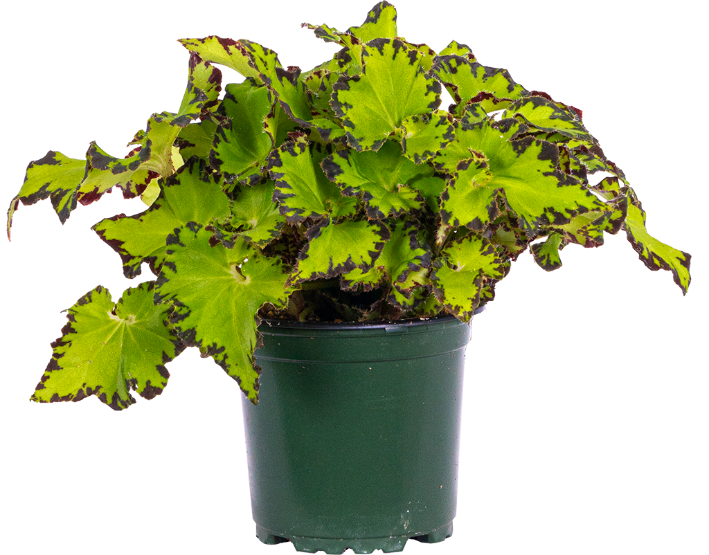 Begonia Jive | Painted Leaf (S)