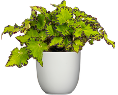 Begonia Jive | Painted Leaf (S)