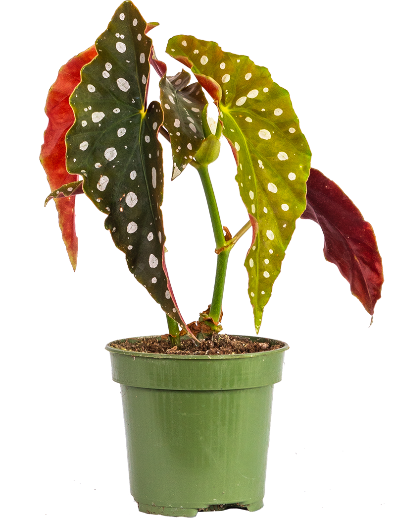 Begonia Maculata | Angel Wing Polka Dot (S)