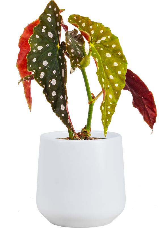 Begonia Maculata | Angel Wing Polka Dot (S)