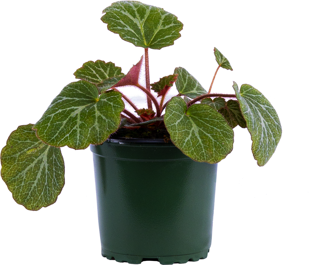 Begonia Strawberry (S)