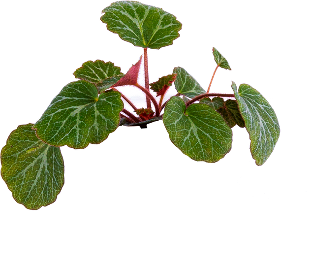 strawberry begonia hanging plant Begonia Strawberry | 4" Pot | Houseplant